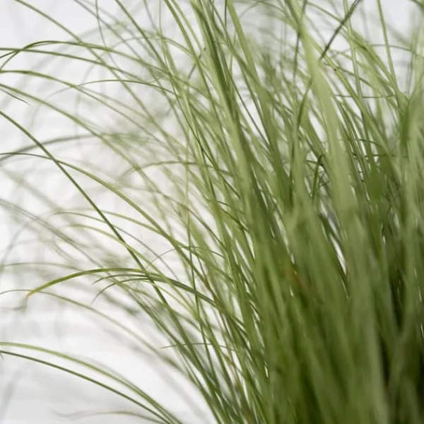 Blåsvingel - Set om 6 - Festuca glauca 'Elijah Blue' - Höjd 10-15cm - ⌀9cm