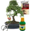 Bonsai Chin. Mandarin Ulmus parvifolia ca. 10 år 25 cm skål presentset med sax och gödsel.