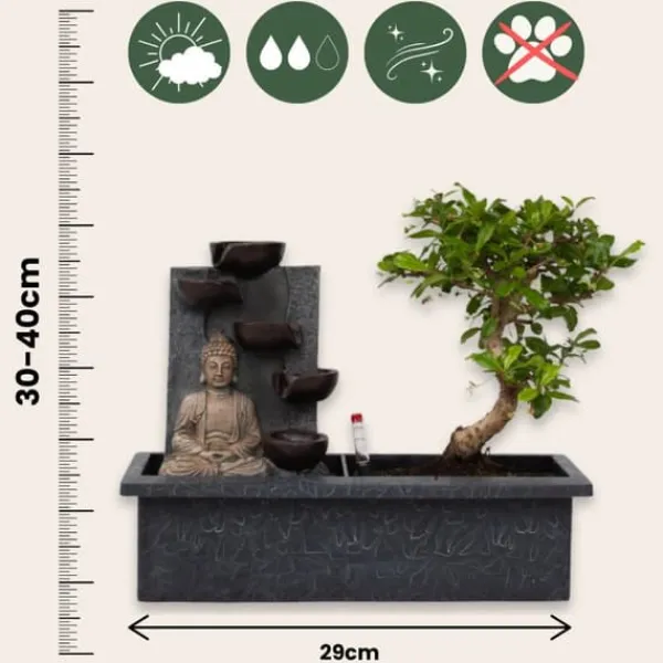 Bonsaiträd - Set om 2 - Bonsai - Höjd 25-35cm - ⌀29cm