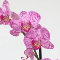 Clearance Brudorkidésläktet - Phalaenopsis - Höjd 50-60cm - ⌀12cm Krukväxter Inomhus