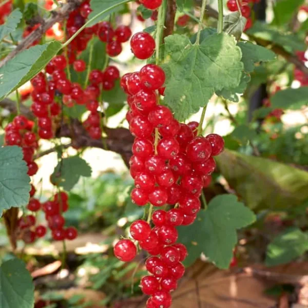Bärväxter - Set om 4 - Rubus, rubrum, Uva, Fructosus - Höjd 25-40cm - ⌀9cm