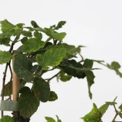 Bärväxter - Set om 4 - Rubus, rubrum, Uva, Fructosus - Höjd 25-40cm - ⌀9cm