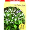 Discount BUCANEVE GALANTHUS WORONOWII (FÖRPACKNING MED 25 HÖSTLÖKAR) Fröer & Lökar