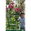 BULBI AUTUNNALI LILIUM GIGANTE PURPLE PRINCE FÖRPACKNING 2 BULBI BULBS BULBES