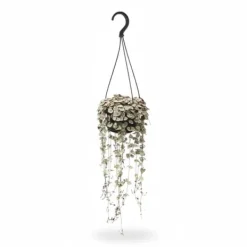Ceropegia Variegata Hjärta på Tråd Ø14 cm Höjd ca 38 cm