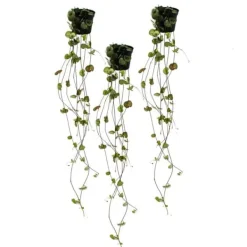 Online Ceropegia woodii, set om 3, blomkruka Krukväxter Inomhus