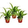 Best Chlorophytum Mini, set om 3, grönt lilja Krukväxter Inomhus