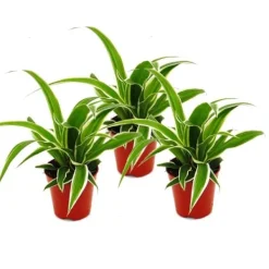 Best Chlorophytum Mini, set om 3, grönt lilja Krukväxter Inomhus
