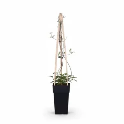 Discount Clematis Jackmanii Klätterväxt Ø15 cm, Höjd ca 65 cm Trädgårdsväxter