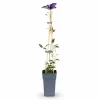 Clematis Lila Klätterväxt Ø15 cm Höjd ca 65 cm