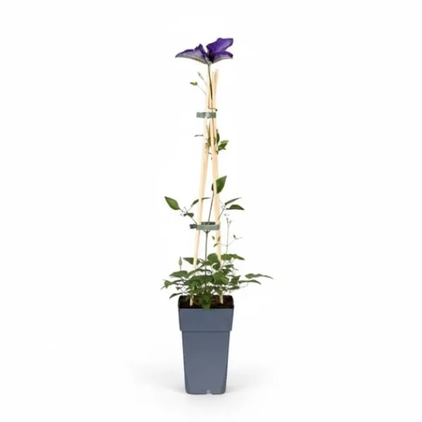 Discount Clematis 'The President' Klätterväxt 65 cm i 15 cm Kruka Trädgårdsväxter