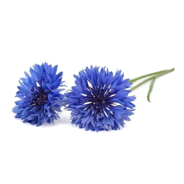 Click & Grow - Smart Garden Refill 3-pack Kornblomma