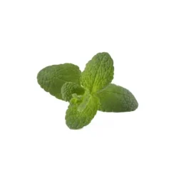 Click & Grow Smart Garden Refill 3-pack - Äpple Mynta (SGR79X3)