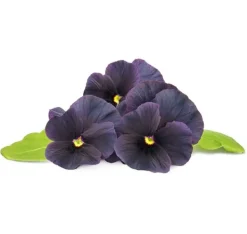 Click & Grow Smart Garden refill Svart pensé 3st
