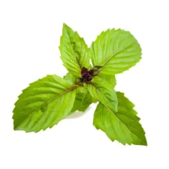 Discount Click and Grow - Smart Garden Refill 3-pack - Cinnamon Basil (SGR71X3) Kit För Växt- & Örtplantering