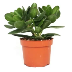 New Crassula portulacea - pengarträd - stor krukväxt i 12 cm Krukväxter Inomhus