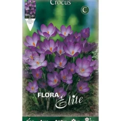 CROCUS TOMMASINIANUS RUBY GIANT FÖRPACKNING 15 LÖKAR