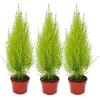Cupressus "Wilma", set om 3