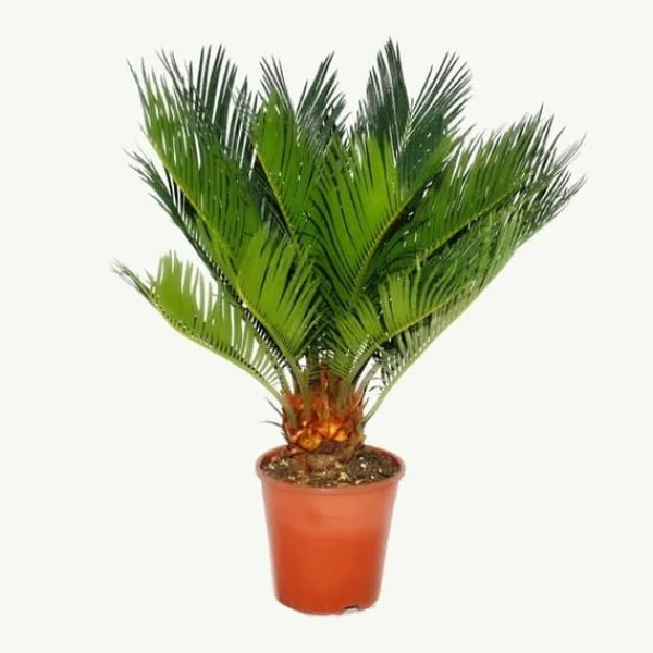 New Cycas revoluta - - Japansk palmormbunke med knöl - 12cm kruka Krukväxter Inomhus