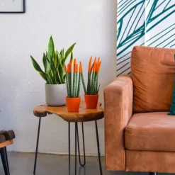 Online Cylindrisk svärmorstunga - Sansevieria cylindrica - Höjd 20-40cm - ⌀9cm Krukväxter Inomhus
