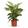 Clearance Dieffenbachia Krukväxt Ø17 cm, Höjd ca 50 cm Krukväxter Inomhus