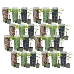 Clearance Druvväxt - Set om 24 - Vitis vinifera - Höjd 25-40cm - ⌀9cm Trädgårdsväxter