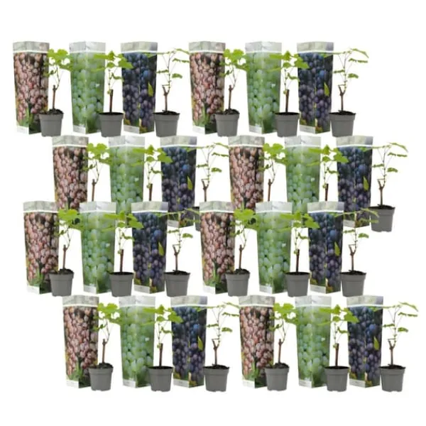 Clearance Druvväxt - Set om 24 - Vitis vinifera - Höjd 25-40cm - ⌀9cm Trädgårdsväxter