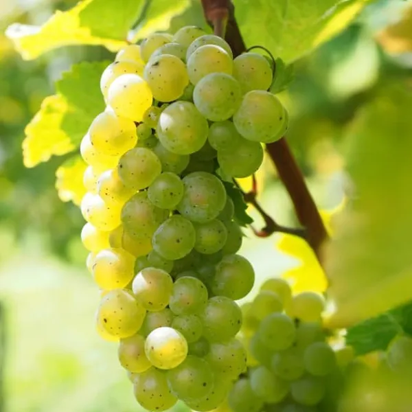 Outlet Druvväxt - Set om 3 - Vitis vinifera 'Chardonnay' - Höjd 25-40cm - ⌀9cm Trädgårdsväxter