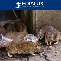 Best Edialux Rått- och musefälla snap pack fördelaktig - 2+1 gratis återanvändbara fällor i robust plast och galvaniserat metall Skadedjursfällor