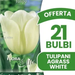 ERBJUDANDE 21 TULPANBULB ER STYVJORD VITA BULBAR BULBAR