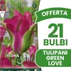 Clearance ERBJUDANDE 21 TULPANBULB TULIPAN VIRIDIFLORA GREEN LOVE BULLAR Fröer & Lökar