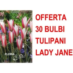 Best ERBJUDANDE 30 TULPANLÖKAR LADY JANE LÖKAR LÖKAR Fröer & Lökar