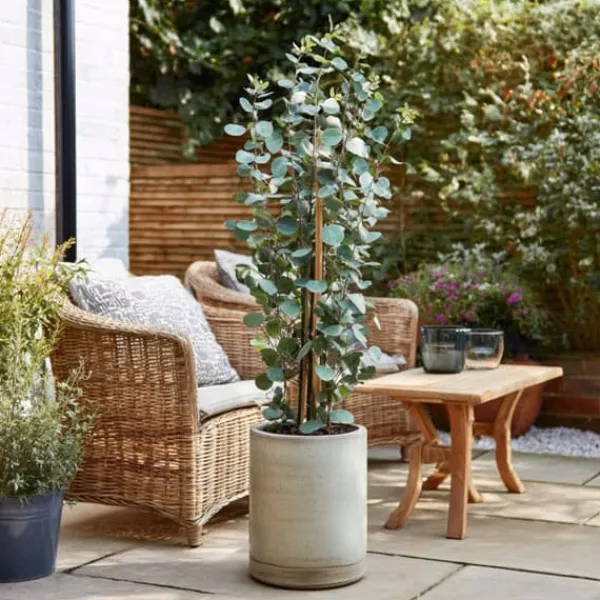 Eukalyptus - Eucalyptus cinerea 'Silver Dollar' - Höjd 90-110cm - ⌀19cm