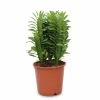 Discount Euphorbia Trigona Kaktus Ø12 cm Höjd ca 40 cm Krukväxter Inomhus