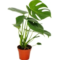 Outlet Exotenherz - fönsterblad - Monstera deliciosa - 1 planta - lättskött - luftrenare - 12cm kruka Krukväxter Inomhus