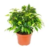Discount Exotenherz - gråtande fikon - Ficus "Kinky" - gröna blad - 1 planta - lätt att underhålla - luftrenare - 12 cm kruka Krukväxter Inomhus