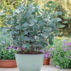 Outlet Exotisk hjärta - Eucalyptus Eucalyptus gunni Set om 6 - rustik 14cm kruka höjd 30cm Krukväxter Inomhus