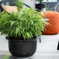 Best Exotisk hjärta Bambus - Fargesia rufa - Grön - Set med 2 krukor 14cm Höjd 35cm Trädgårdsväxter