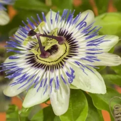 Exotisk Växt Grönvägg - Passionsblomma - Passiflora caerulea - Set om 2 - Kruka 11 cm