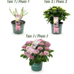 New Exotiskt hjärta - Hortensia - Hydrangea Magical Revolution Pink - 6-10 blommor - kruka 23cm Blommor