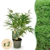 Exotiskt Hjärta Bambus - Fargesia rufa - Grön - Set med 2 krukor 17cm Höjd 60cm