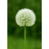 Outlet Exotiskt hjärta blomlökar - Prydnadsvitlök Allium White Giant (5 stycken) Blommor