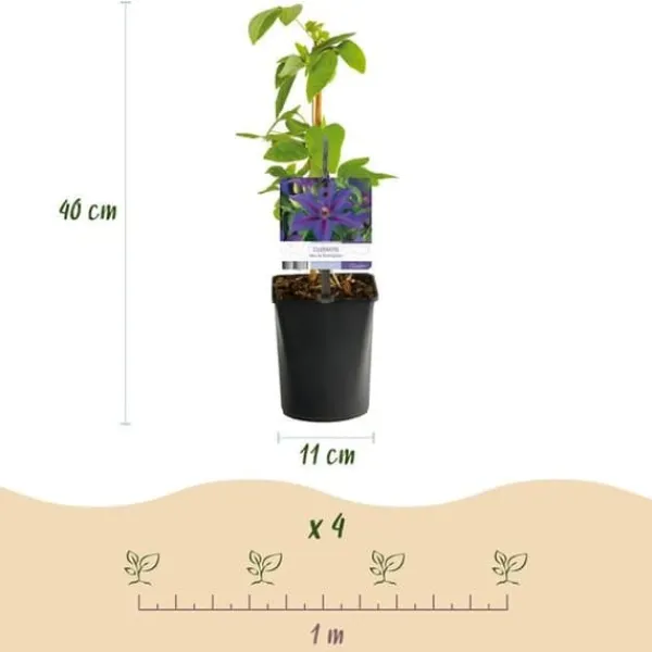 Exotiskt hjärta klängväxter - Clematis Mrs. N. Thompson - set om 2 - kruka 11cm