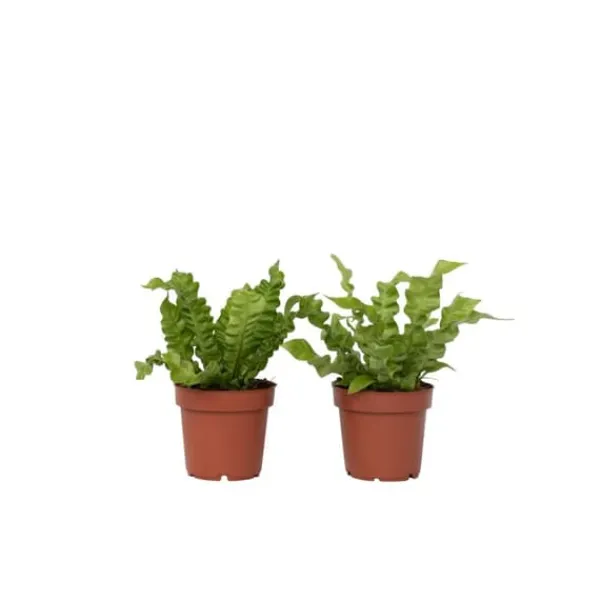 Outlet Fågelbobräken - Set om 2 - Asplenium nidus 'Crispy Wave' - Höjd 25-40cm - ⌀12cm Krukväxter Inomhus