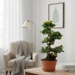 Sale Fikus Ginseng Ø27cm Höjd ca 70cm Krukväxter Inomhus