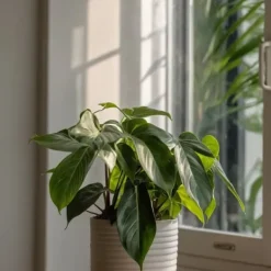Filodendron - Philodendron 'Florida Green' - Höjd 20-30cm - ⌀12cm