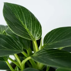 Clearance Filodendron - Set om 2 - Philodendron 'White Wave' - Höjd 25-40cm - ⌀12cm Krukväxter Inomhus