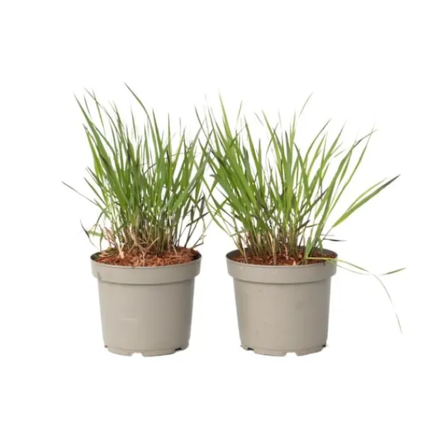 Best Fingergräs - 2 st - Panicum Virgatum 'Squaw' - Höjd 40-60cm - ⌀23cm Trädgårdsväxter
