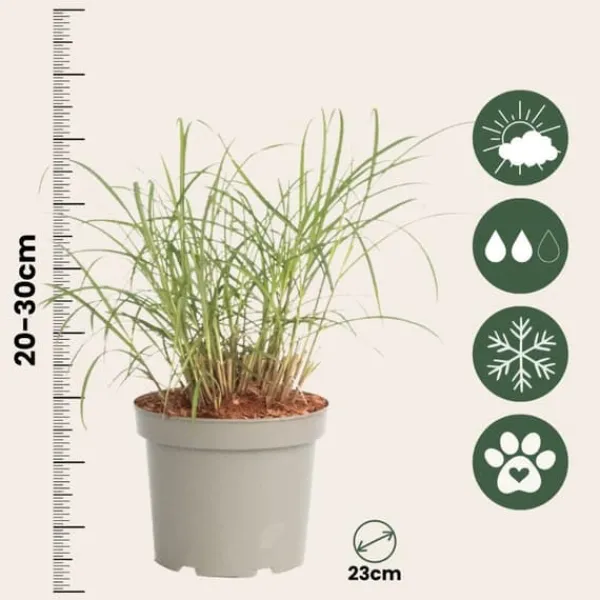 Best Fingergräs - 2 st - Panicum Virgatum 'Squaw' - Höjd 40-60cm - ⌀23cm Trädgårdsväxter