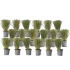 Online Fjädergräs - Set om 18 - Stipa tenuifolia 'Pony Tails' - Höjd 20-30cm - ⌀9cm Trädgårdsväxter